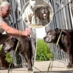 'Chonky' dog tries to wriggle his way to freedom - but gets stuck in fence and has to be rescued by passerby: 'Too much food'