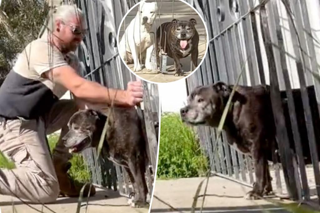 'Chonky' dog tries to wriggle his way to freedom - but gets stuck in fence and has to be rescued by passerby: 'Too much food'