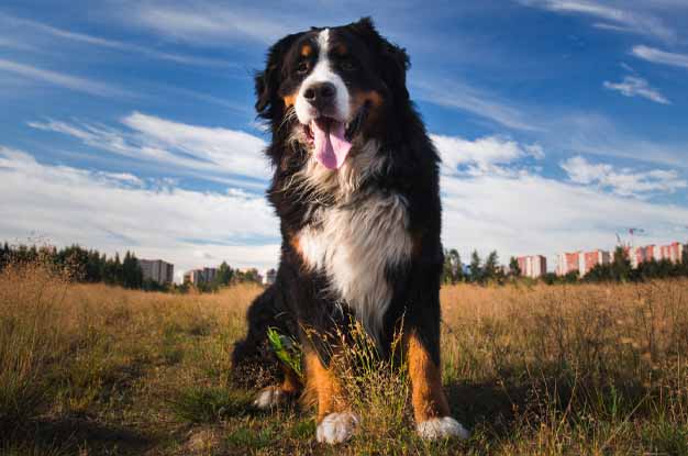 Cachorro Bernese Mountain Dog