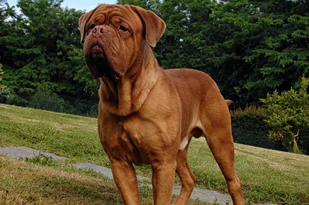 Cachorro Mastiff