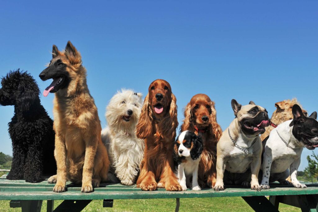 Cães Raças que vivem mais